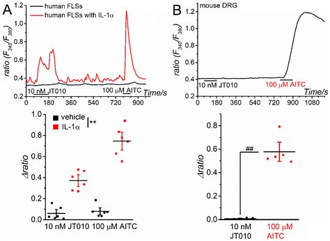 Potent Activation of Human but Not Mouse TRPA1 by JT010