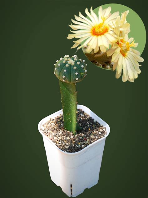 Astrophytum Asterius cv ooibo (moon cactus) – Samarth Cactus Nursery