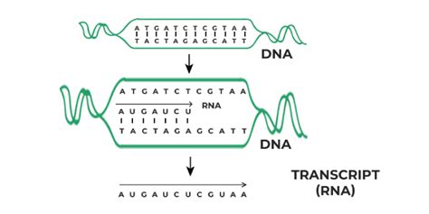 Image result for RNA Transcription Process