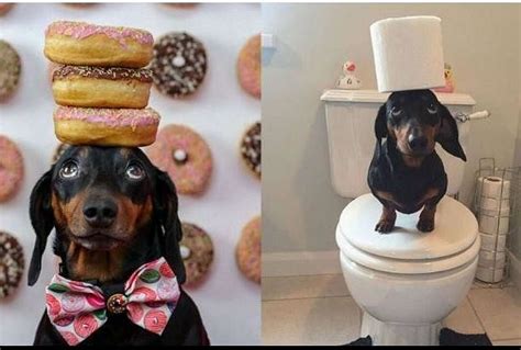 Dog Becomes Social Media Star For Balancing Objects On His Head - ये ...