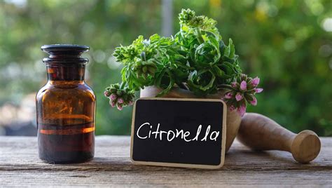 Is Citronella A Perennial Or Annual? - A-Z Animals