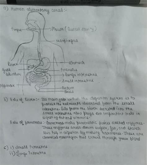 12.(a) Draw a diagram depicting Human Alimentary Canal and label on it ...