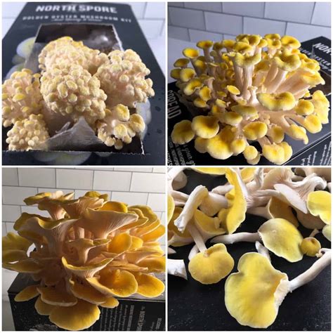 When to Harvest Golden Oyster Mushrooms (and How to Harvest)