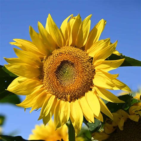 Image result for Sunflower Optimization Algorithm