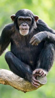 10 animals that can recognize themselves in a mirror