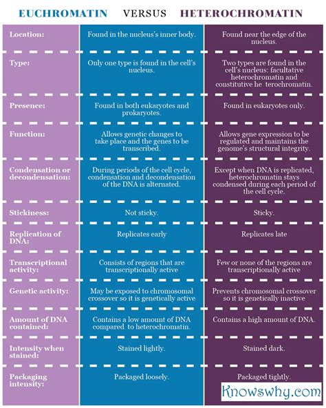 Euchromatin vs Heterochromatin (1) – KnowsWhy.com