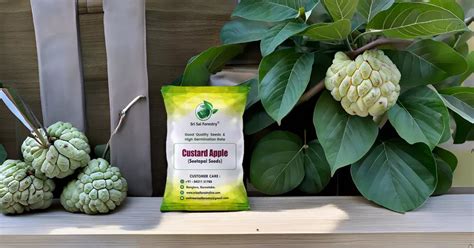 Custard Apple Seeds | Sitaphal Plant Seeds - SRI SAI FORESTRY