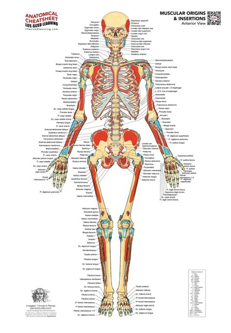 Image result for Example of Muscle Origin