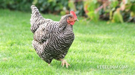 Master Gray chicken breed and their comparison with broilers - Vesela Farm