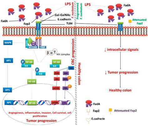 Targeting Programmed Fusobacterium nucleatum Fap2 for Colorectal Cancer ...