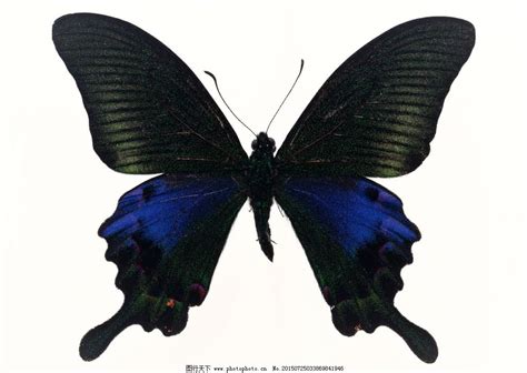 全黑色的蝴蝶有什么种类_百度知道