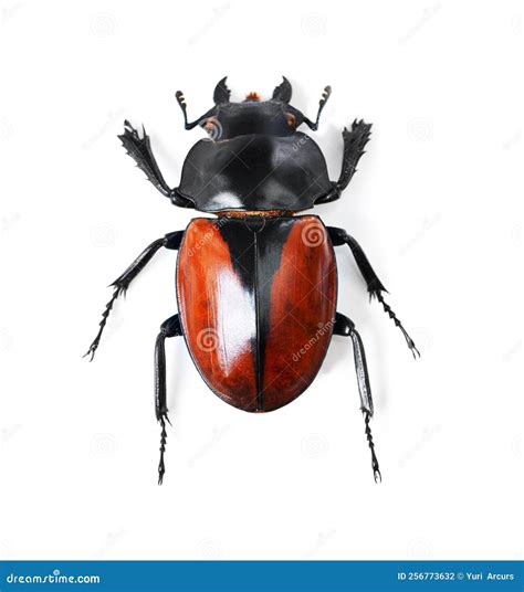 Bold and Beautiful Bugs. Studio Shot of a Red and Black Beetle Isolated ...