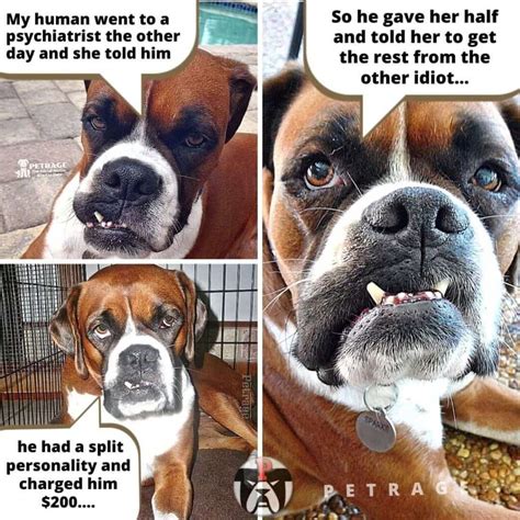 Funny - Sarcastic - Shocking Dog Memes