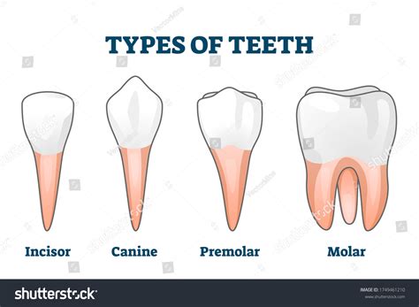 Teeth Anatomy Canine