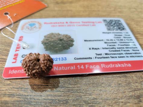 14 Mukhi Certified Rudraksh (Indonesian Java) – Kalyanastrogems