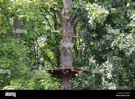 Tree Climbing Lessons 的图像结果