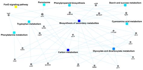 Proteomic Analysis of Mycelial Exudates of Ustilaginoidea virens