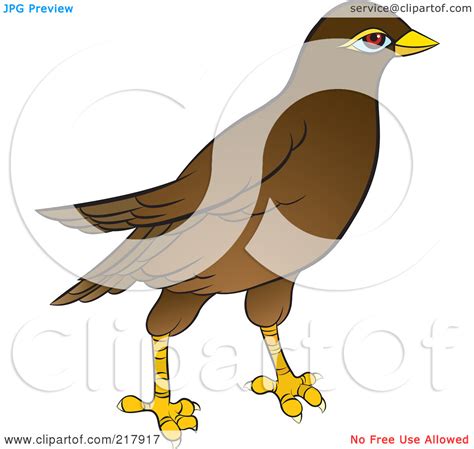 Image result for Maina Drawing