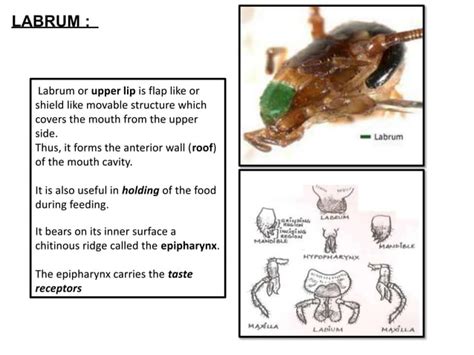 Image result for Cockroach Chapter Video Struture