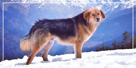 Bhutia The Indian Tibetian Mastiff – Pawsindia