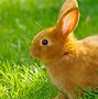 Image result for Cat and Rabbit Wallpaper