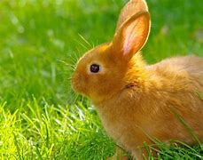 Image result for Cute Rabbit Year Girl Cartoon