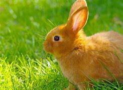 Image result for Cat and Rabbit Wallpaper 4K
