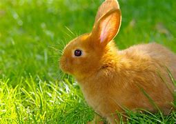 Image result for Amazing Rabbit