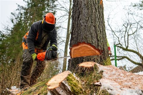 Damit der Baum gut fällt: 8 Anfängerfehler und wie du sie vermeidest ...