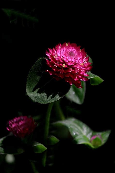 千日红花种子|一二年生花卉|花啦啦花卉种业