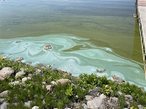 What Does A Toxic Algae Bloom Look Like at William Drury blog