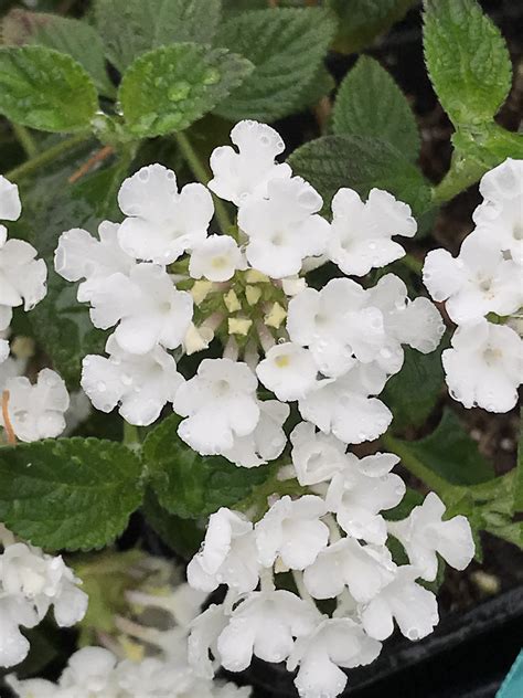 LANTANA montevidensis 'Trailing White' | emerisa gardens
