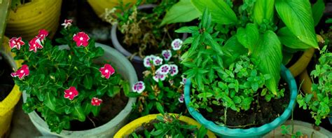 Home Terrace Farming Tips: How To Do Terrace Gardening
