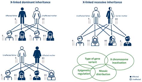 X Linked Recessive