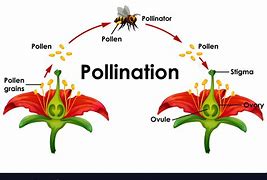 Pollination 的图像结果