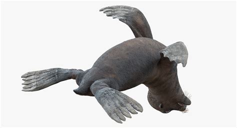 3D model Sea Lion Wet Seating Pose | 3D Molier International