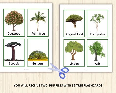 Tree Flashcard 的图像结果