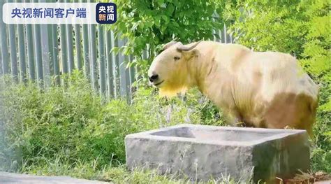 世界唯一棕色人工饲养大熊猫“七仔”将在陕西与游客见面