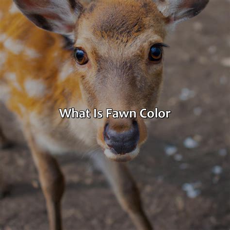 What Color Is Fawn - colorscombo.com