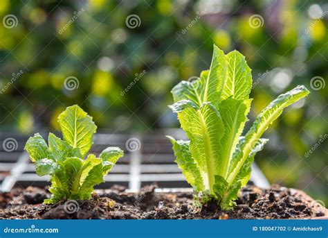 Close-up of Young Romaine Lettuce Plants Growing in Flower Pot in ...