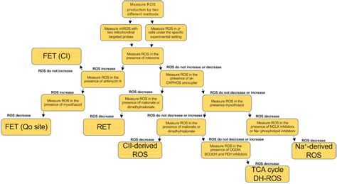 Generation of Reactive Oxygen Species by Mitochondria