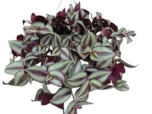 TENDER LEAVES Wandering Jew/Inch Plant/Tradescantia Zebrina/Zebrina ...
