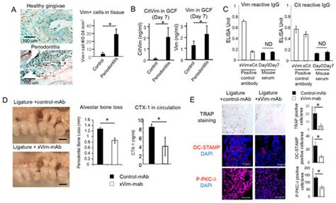 Extracellular Release of Citrullinated Vimentin Directly Acts on ...