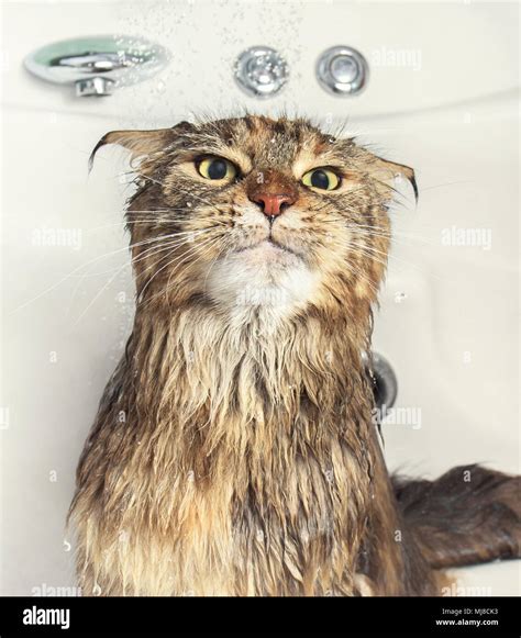Wet cat in the bath Stock Photo - Alamy