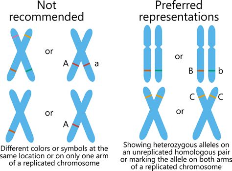 Misshaped chromosomes, mismatched chromatids, and missized genes: easy ...