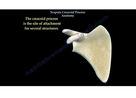 Scapula Coracoid Process