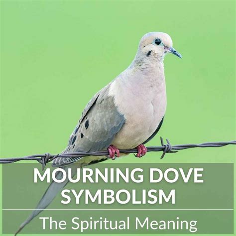 Mourning Dove Symbolism, Meaning & Call: Spiritual Significance