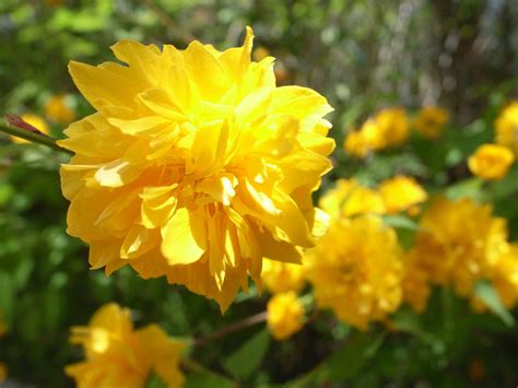 Shrubs With Yellow Flowers In Spring at Laura Painter blog