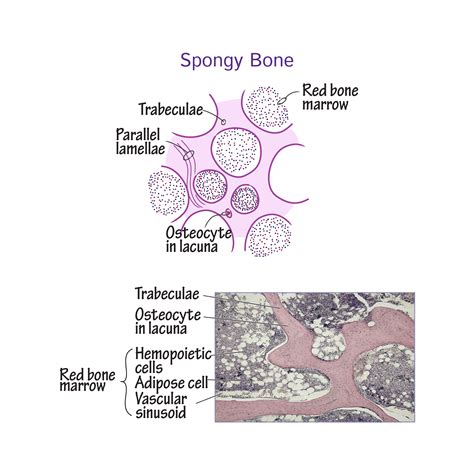 Histology Glossary: Histology - Spongy Bone | Draw It to Know It