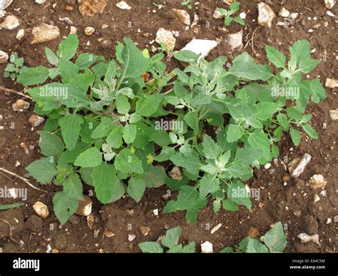 Fat hen, lamb's quarters or goosefoot, Chenopodium album, plant. An ...